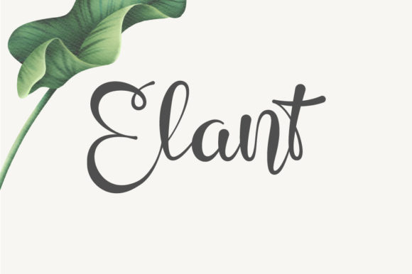 How Elant Transformed My Brand’s Visual Identity